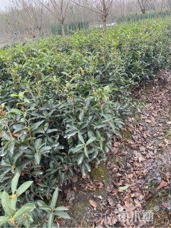 高度40厘米佛顶珠