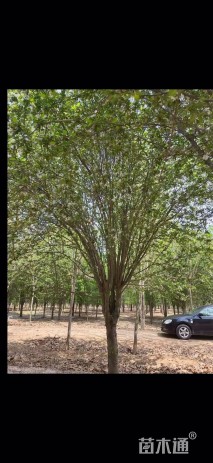 18公分西府海棠