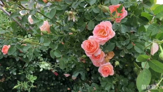 200厘米藤本月季