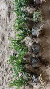 高度30厘米龟甲冬青