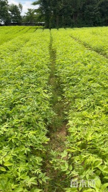 高度40厘米鸡脚连