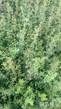 高度40厘米火棘