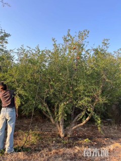 高度350厘米石榴