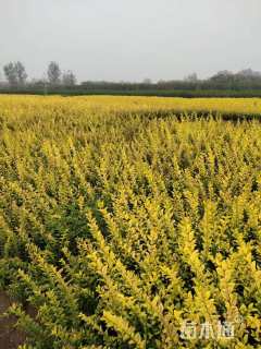 高度60厘米金叶女贞