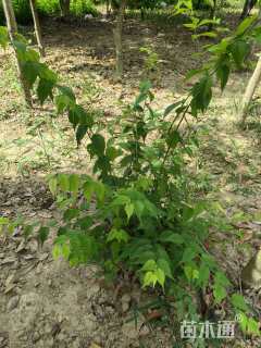 高度60厘米棣棠