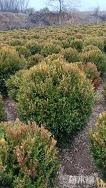 冠幅100厘米瓜子黄杨球