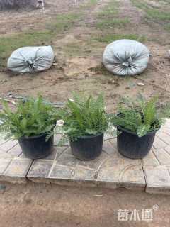 高度15厘米蓍草