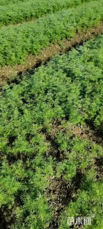 30厘米水杉小苗