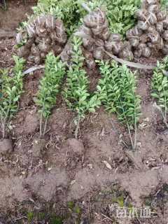 高度50厘米大叶黄杨小苗