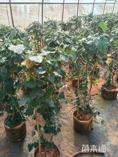 高度150厘米牵牛花