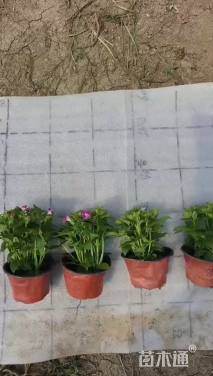 高度10厘米夏堇