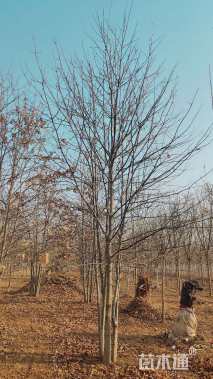 5公分丛生娜塔栎