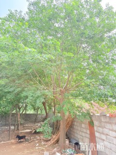 20公分朴树