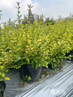 小杯苗亮晶女贞小苗
