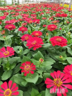 高度15厘米百日草