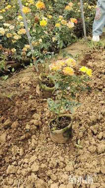 高度30厘米月季小苗