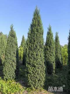 高度300厘米桧柏