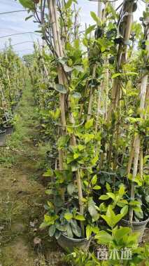 120厘米风车茉莉