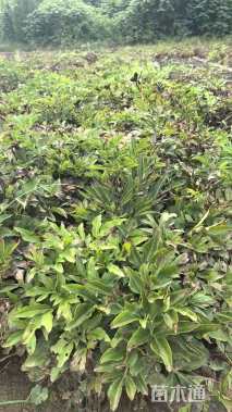 高度50厘米芍药