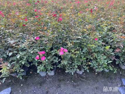 高度15厘米丰花月季