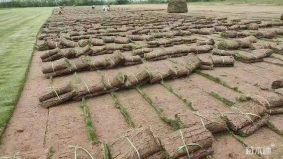 草卷状马尼拉草