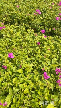 高度30厘米三角梅