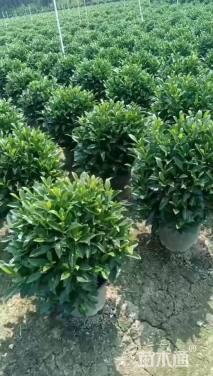 高度60厘米非洲茉莉球