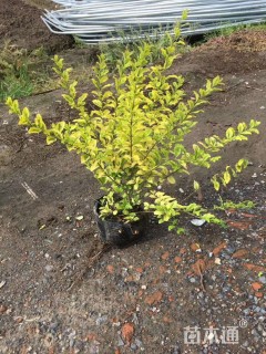 高度30厘米亮金女贞