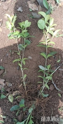 高度35厘米四季桂小苗