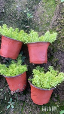 高度10厘米金叶佛甲草