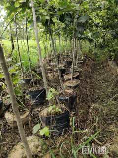 高度220厘米枫香小苗