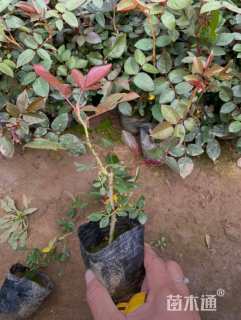 高度11厘米月季