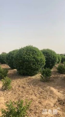 冠幅180厘米冬青球