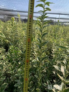 高度40厘米金边黄杨