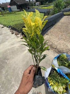 高度25厘米洒金珊瑚