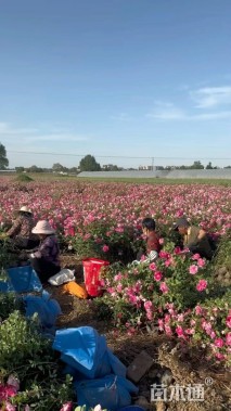 高度40厘米丰花月季