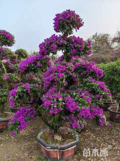 15公分造型紫花勒杜鹃