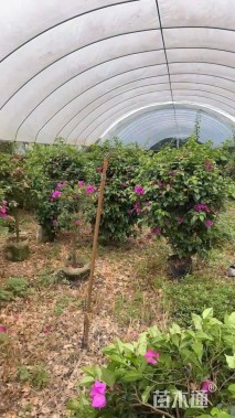 高度120厘米三角梅