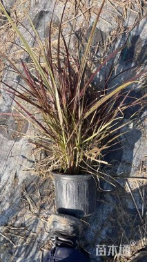 高度35厘米紫叶狼尾草