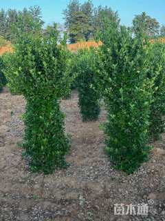高度170厘米大叶黄杨柱