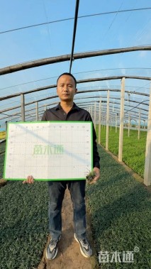 高度8厘米玉龙草