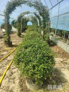 冠幅100厘米月季花球