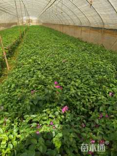 高度30厘米三角梅