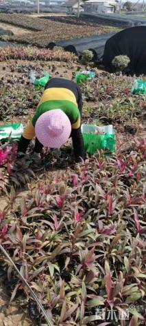 高度30厘米亮叶朱蕉