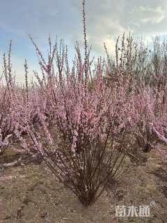 高度120厘米丛生榆叶梅