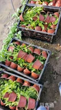 高度15厘米柳叶马鞭草