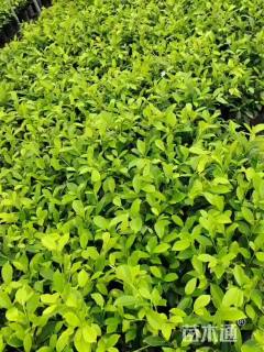 高度30厘米黄金榕