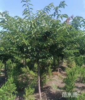 高度250厘米阳光樱