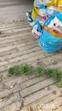 高度30厘米姬岩垂草