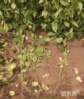 高度10厘米花叶蔓长春